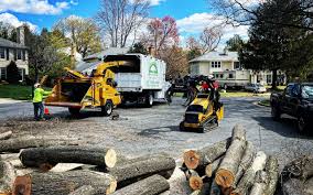 Trusted Upper Montclair, NJ Tree Services Experts